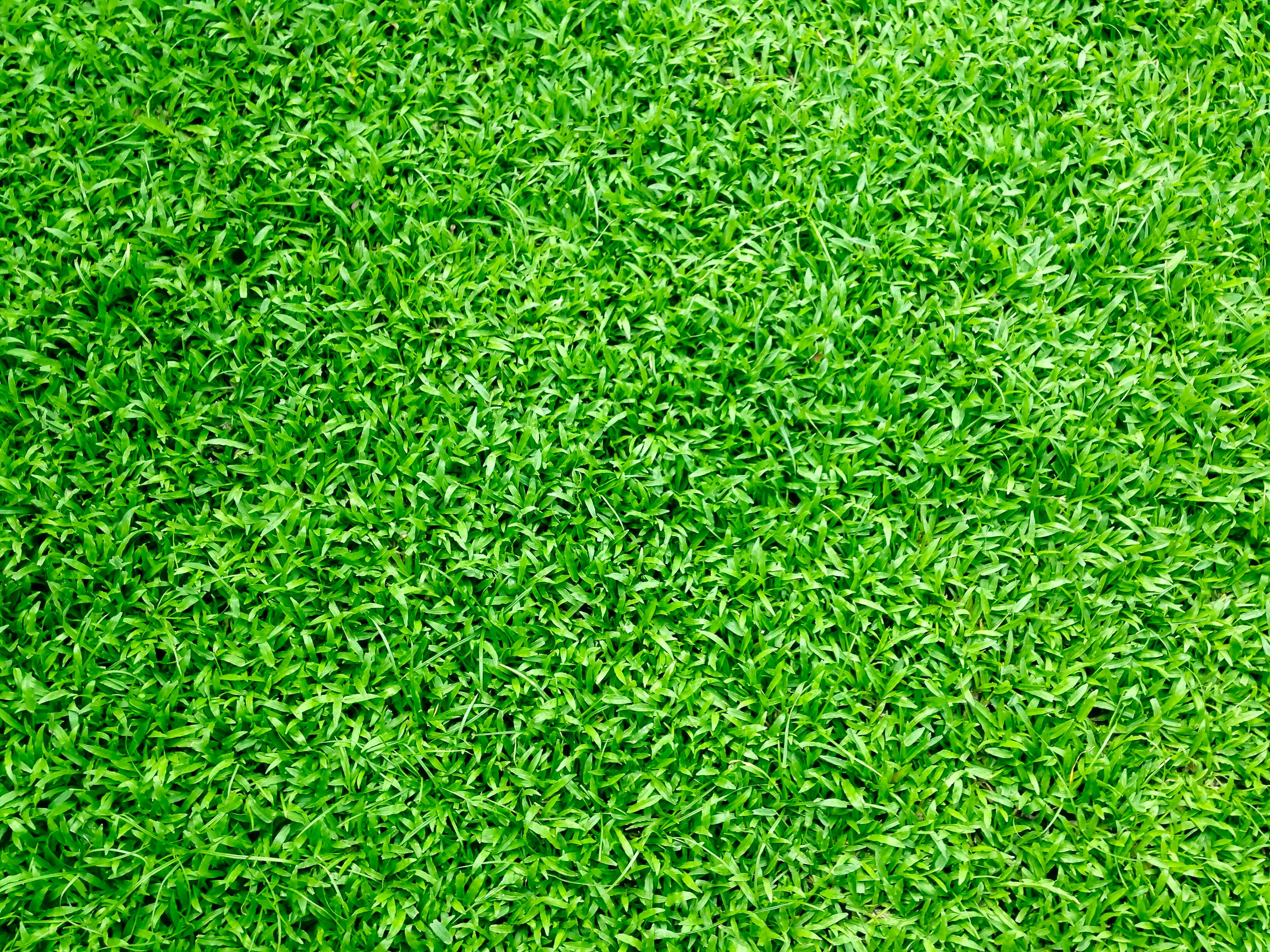 Touch Grass